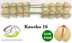 Anth A Kaseko 11cm Ø