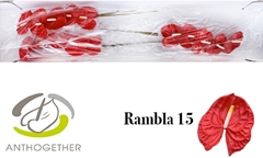 Anth A Rambla 7cm Ø