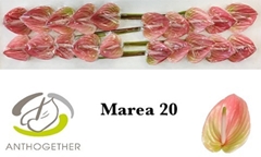 Anth Marea 9cm Ø