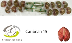 Anth A Caribean 7cm Ø