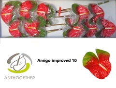 Anth A Amigo Improve 15cm Ø