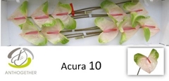 Anth A Acura 15cm Ø