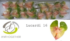 Anth A Lucardi 11cm Ø