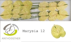 Anth A Marysia 13cm Ø