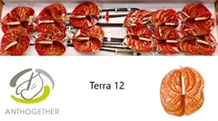 Anth A Terra 13cm Ø