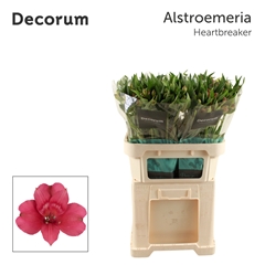 Alstr Heartbreaker 75cm 70gram 6+