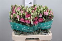 Eust G Rosita Rose P 70cm