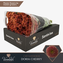 Chr San Doria Cherry 55cm 125g