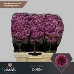 Chr San Doria 55cm 135g