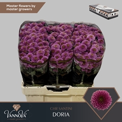 Chr San Doria 55cm 135g