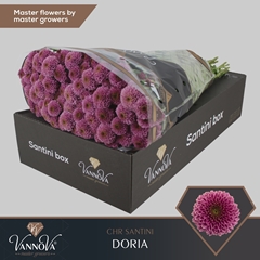 Chr San Doria 55cm 135g