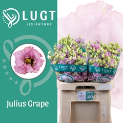 Eus G Julius Grape 70cm