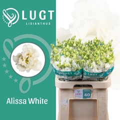 Eust G Alissa White 70cm
