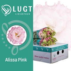 Eust G Alissa Pink 70cm