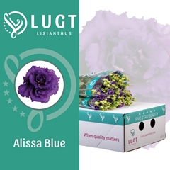 Eust G Alissa Blue 70cm