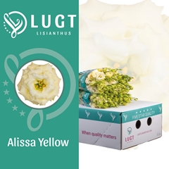 Eust G Alissa Yellow 70cm