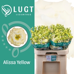 Eust G Alissa Yellow 70cm
