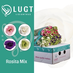 Eust G Gem In Fust 70cm