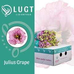 Eus G Julius Grape 70cm