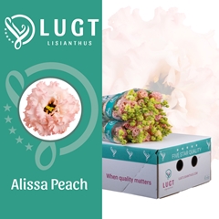 Eus G Alissa Peach 70cm