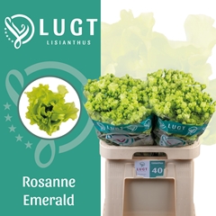 Eus G Rosan Emerald 70cm