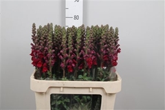 Antir Opus Red 75cm