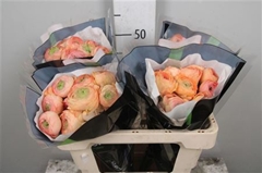 Ran Su Hanoi 50cm 10gram