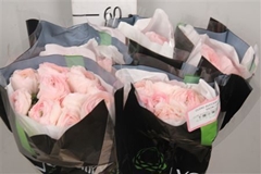 Ran Other 55cm 10gram