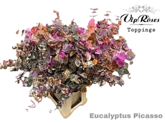 Euca Cinerea Picasso 200GR