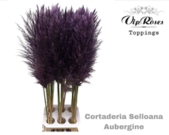 Cortaderia Selloana Aubergine