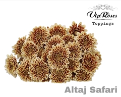 Chr T Altaj Safari