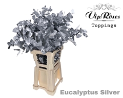 Euca Cinerea Silver 300GR