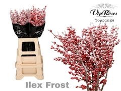 Ilex Frost 80 Cm