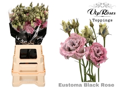 Eust G Alissa Black Rose