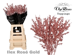 Ilex Rosé Gold 60 Cm