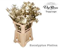 Euca Cinerea Platina 300GR