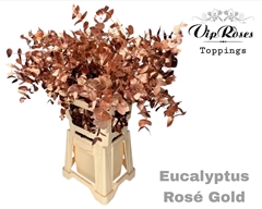 Euca Cinerea Rosé Gold