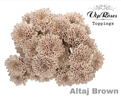 Chr T Altaj Brown