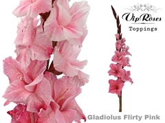 Glad Gr Flirty Pink