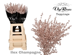 Ilex Champagne 60 Cm