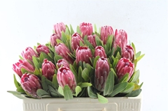 Protea Lancelot 50cm