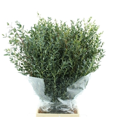 Euc Parvifolia P Bs 75cm 200gram