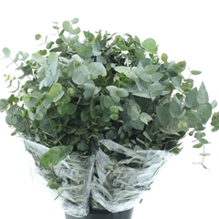 Euca Cinerea P Bunch 75cm 200gram
