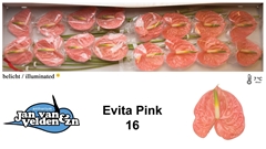 Anth A Evita Pink 55cm 11cm Ø