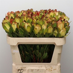Leucad Laurel Yellow 70cm