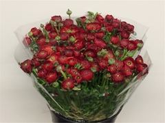 Ran Elegance Red 35cm 33gram