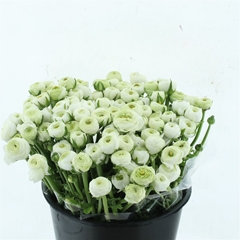 Ran Elegance White 35cm 33gram