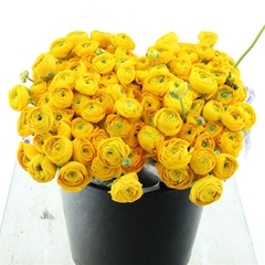 Ran Elegance Yellow 35cm 33gram