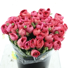 Ran Su Fragolino 40cm 50gram
