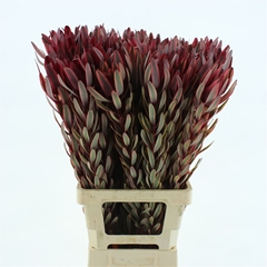 Leucad Jester 80cm